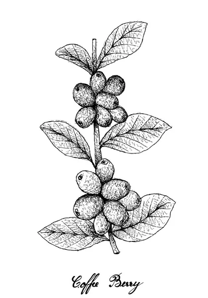 Trópusi Gyümölcsök Illusztráció Kézzel Rajzolt Vázlat Érett Kávé Bogyók Vagy — Stock Vector