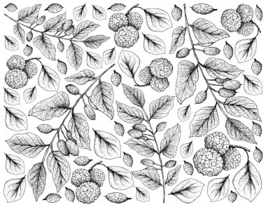 Tropikal meyve, elle çizilmiş kroki taze tatlı Çin dut veya Morus Australis ve beyaz arka plan üzerinde izole Canarium Subulatum Guillaumin meyve duvar kağıdı illüstrasyon. 