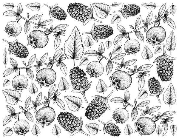 Tropical Fruits, Illustration Wallpaper Background of Hand Drawn Sketch Chilean Guava, Strawberry Myrtle or Ugni Molinae and Boysenberry or Rubus Ursinus Fruit