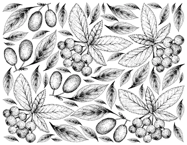 トロピカル フルーツ 手描きスケッチ新鮮なコーネリアン チェリーや白い背景で隔離 木の枝にぶら下がっているミズキ Mas 果物のイラストの壁紙 — ストック写真