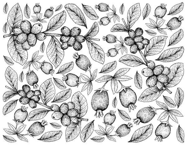 Tropical Fruits, Illustration Wallpaper of Hand Drawn Sketch Ripe Coffee Berries or Coffea Arabica and Cherry of the Rio Grande or Eugenia involucrata Fruits Isolated on White Background. 