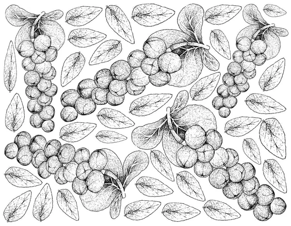 トロピカル フルーツ 手描きスケッチの新鮮な Seagrape Baygrape または Coccoloba Uvifera 果物に掛かっている白い背景に分離された木の枝のイラストの壁紙 ビタミン — ストック写真