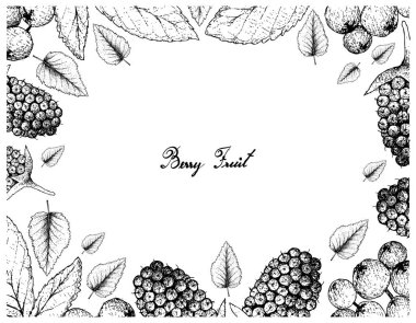 Tropikal meyve, illüstrasyon kare elle çizilmiş kroki taze tatlı siyah dut veya Morus Nigra ve kanarya kayın veya beyaz arka plan üzerinde izole Polyalthia Nitidissima meyve.