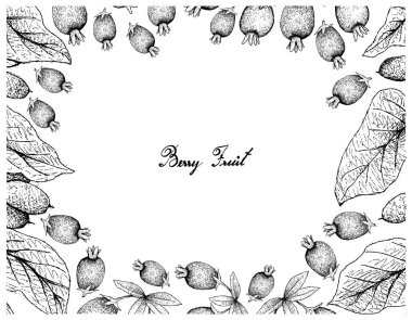 Tropikal meyve, illüstrasyon kare elle çizilmiş kroki taze kırmızı ve Rio Grande veya Eugenia Involucrata ve beyaz arka plan üzerinde izole Canarium Subulatum Guillaumin meyve tatlı kiraz. 