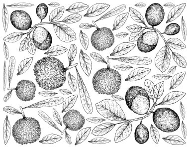 Berry meyve, elle çizilmiş kroki taze Bayberry veya Myrica Rubra ve Cocoplum, cennet Erik, Abajeru veya beyaz arka plan üzerinde izole Chrysobalanus Icaco meyve duvar kağıdı illüstrasyon. 