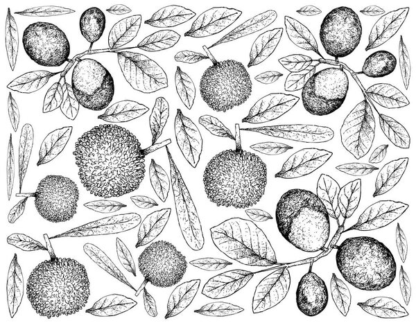 Berry Fruit, Illustration Wallpaper of Hand Drawn Sketch of Fresh Bayberry or Myrica Rubra and Cocoplum, Paradise Plum, Abajeru or Chrysobalanus Icaco Fruits Isolated on White Background. 