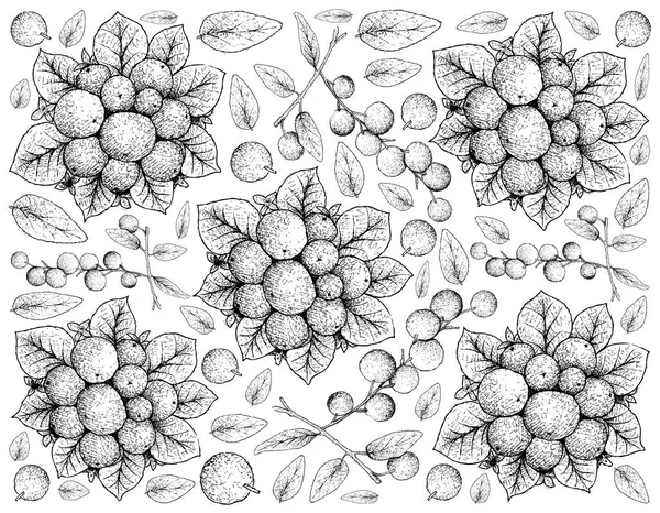 Fruits Tropicaux Illustration Fond Écran Esquisse Dessinée Main Baies Amères — Image vectorielle