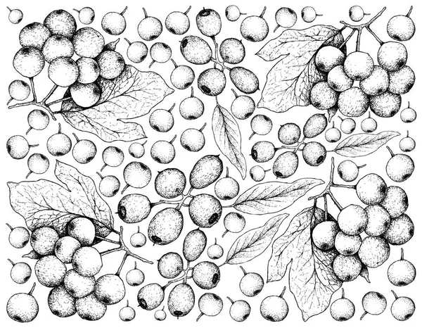 Bobulové Ovoce Ilustrace Tapetu Ručně Kreslené Skici Arrowwood Bobulí Nebo — Stockový vektor