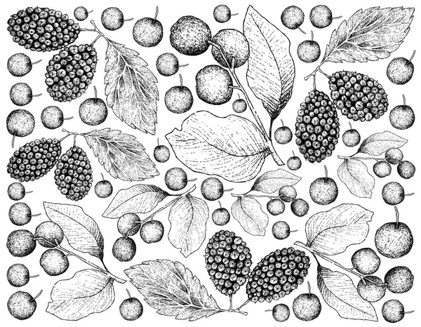 Fruits Tropicaux Illustration Fond Écran Dessin Main Croquis Cerises Noires — Image vectorielle