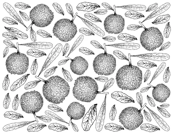 Φρούτα Μούρο Εικονογράφηση Ταπετσαρία Χέρι Σκίτσο Bayberry Φρέσκα Rubra Μυρίκη — Διανυσματικό Αρχείο