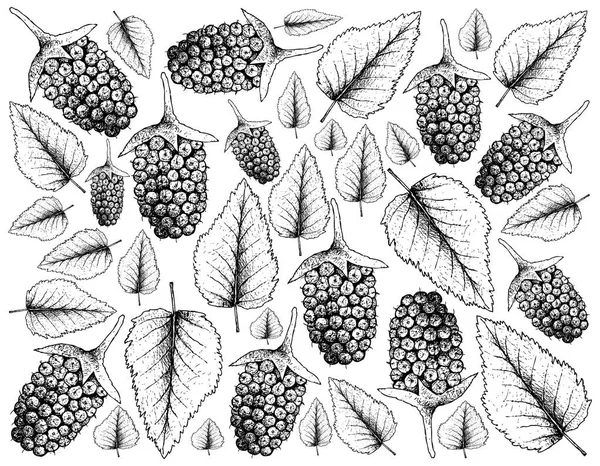 Berry Fruits Illustration Wallpaper Hand Drawn Sketch Delicious Fresh Boysenberry — Stock Vector