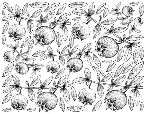 Tropical Fruits, Illustration Wallpaper of Hand Drawn Sketch Chilean Guava, Strawberry Myrtle or Ugni Molinae Fruits Isolated on White Background. High in Vitamin A, B and C with Essential Nutrient for Life