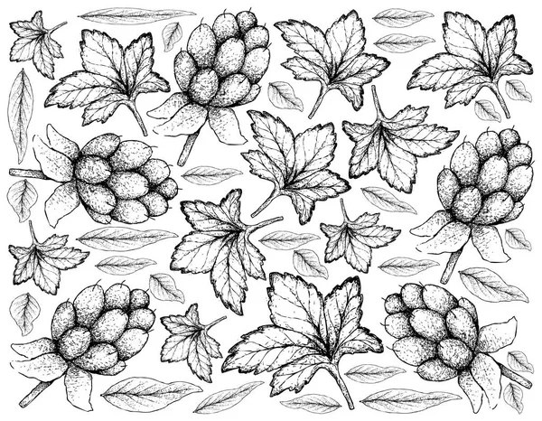 Beerenfrüchte Illustration Tapete Von Hand Gezeichnet Skizze Köstliche Frische Moltebeere — Stockvektor