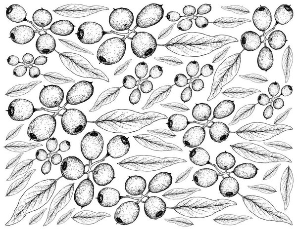 Tropical Fruits, Illustration Wallpaper of Hand Drawn Sketch Fresh Red and Sweet Cleistocalyx Operculatus Fruits Hanging on Tree Branch Isolated on White Background.