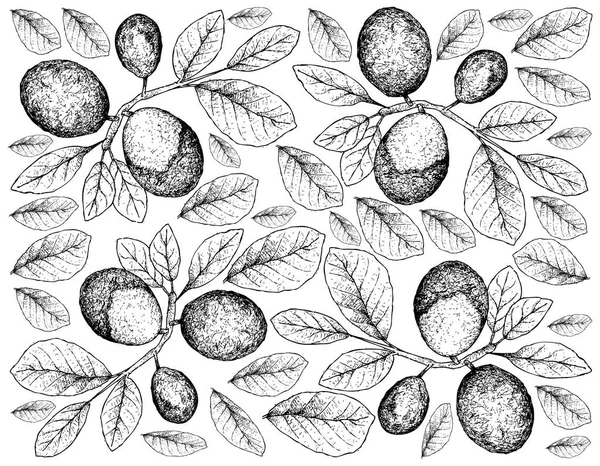 Färsk Frukt Illustration Bakgrund Handritad Skiss Färska Cocoplum Paradise Plommon — Stock vektor