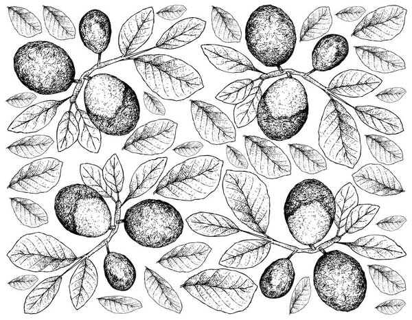 Fresh Fruits, Illustration Wallpaper of Hand Drawn Sketch Fresh Cocoplum, Paradise Plum, Abajeru or Chrysobalanus Icaco Fruits Isolated on White Background. High in Vitamin C, Calcium and Iron.