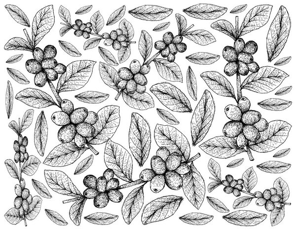 Tropical Fruits, Illustration Wallpaper of Hand Drawn Sketch Ripe Coffee Berries or Coffea Arabica Fruits on Tree Branch Isolated on White Background. Used to Make Coffee Beverages and Products. 