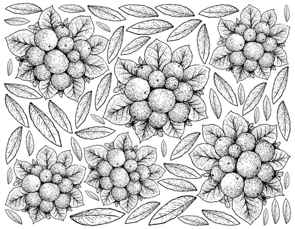 Frutta Bacca Illustrazione Carta Parati Disegno Mano Schizzo Coralberries Symphoricarpos — Vettoriale Stock