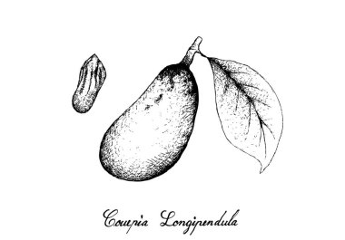Tropikal meyve, elle çizilmiş kroki Couepia Longipendula meyve ağacı demet izole beyaz arka plan üzerinde asılı çizimi.