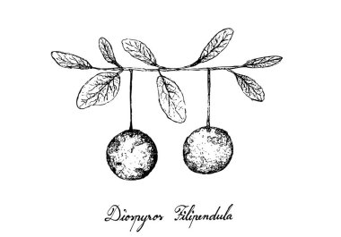 Tropikal meyve, illüstrasyon izole beyaz arka plan üzerinde elle çizilmiş kroki olgun ve tatlı Diospyros Filipendula meyve.
