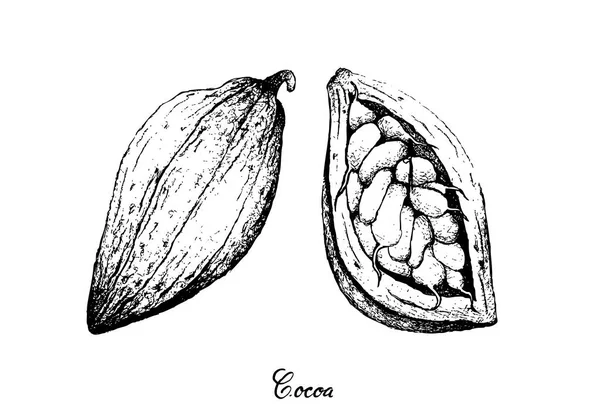 Frutos Tropicales Ilustración Bosquejo Dibujado Mano Theobroma Cacao Frutas Cacao — Vector de stock