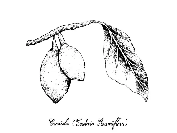 Tropikal Meyve Elle Çizilmiş Kroki Curriola Veya Pouteria Ramiflora Meyve — Stok Vektör