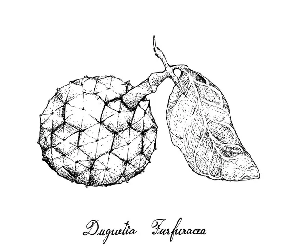 Tropické Ovoce Ilustrace Ručně Tažené Skica Araticum Nebo Duguetia Furfuracea — Stockový vektor