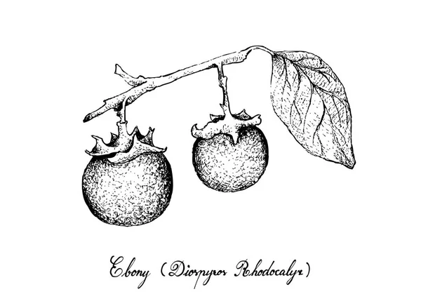 Tropikal meyve, Olgun elle çizilmiş kroki çizimi ve tatlı Abanoz veya beyaz arka plan üzerinde izole Diospyros Rhodocalyx meyve.