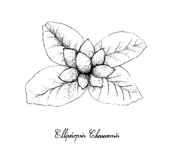 Tropikal meyve, elle çizilmiş kroki Ellipeiopsis Cherrevensis meyve ağacı demet izole beyaz arka plan üzerinde asılı çizimi