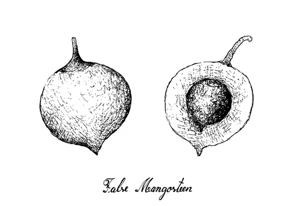 Tropikal meyveler, elle çizilmiş kroki taze yanlış Mangosteen veya beyaz arka plan üzerinde izole Garcinia Cochinchinensis meyve çizimi
