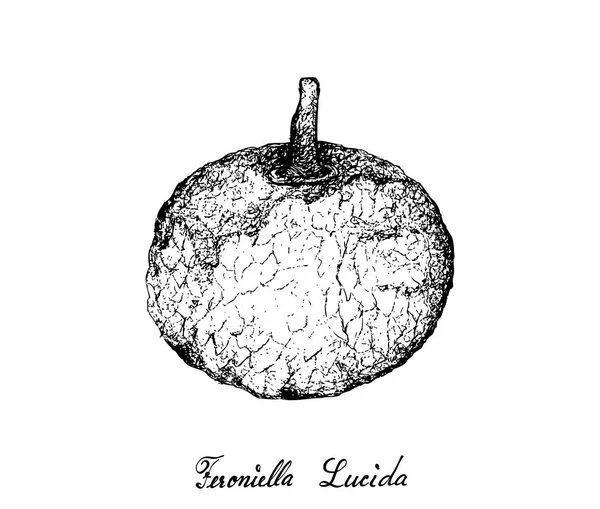 Tropické Ovoce Ilustrace Ručně Kreslené Skici Feroniella Lucida Ovoce Izolovaných — Stockový vektor