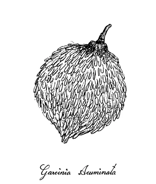 Tropické Ovoce Ilustrace Ručně Kreslené Skici Kyselé Bacuri Nebo Ovoce — Stockový vektor