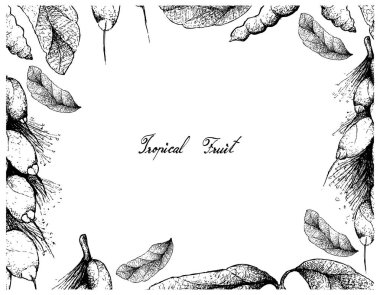 Tropikal meyve, illüstrasyon kare elle çizilmiş kroki Dasymaschalon Lomentaceum ve beyaz arka plan üzerinde izole Barringtonia mantarı meyve