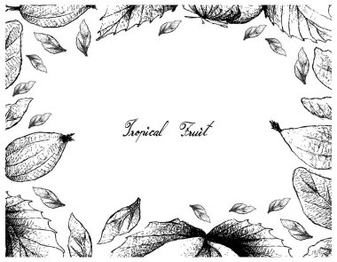 Tropikal meyve, elle çizilmiş kroki Gardenya Erubescens meyve ağacı dalı beyaz arka plan üzerinde izole asılı çizimi