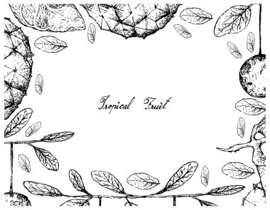 Tropikal meyve, Araticum veya Duguetia Furfuracea ve beyaz arka plan üzerinde izole Diospyros Filipendula meyve elle çizilmiş kroki çizim çerçeve.