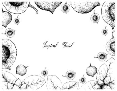 Tropikal meyve, taze yanlış Mangosteen veya Garcinia Cochinchinensis ve beyaz arka plan üzerinde izole Ellipeiopsis Cherrevensis meyve elle çizilmiş kroki çizim çerçeve.