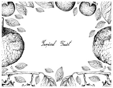 Tropikal meyve, elle çizilmiş kroki Feroniella Lucida ve Abanoz veya beyaz arka plan üzerinde izole Diospyros Rhodocalyx meyve çerçevesinde illüstrasyon