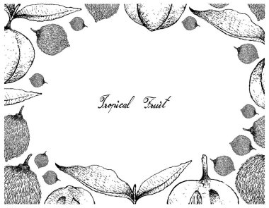 Tropikal meyve, elle çizilmiş kroki ekşi Bacuri veya Garcinia Acuminata ve Diospyros Blancoi veya beyaz arka plan üzerinde izole kadife elma meyve çerçevesinde illüstrasyon.