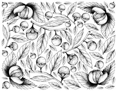 Tropikal meyve, elle çizilmiş kroki Dengen veya Dillenia Serrata ve Cordia Caffra, Septee, Güneş ağacı meyve illüstrasyon duvar kağıdı arka plan.