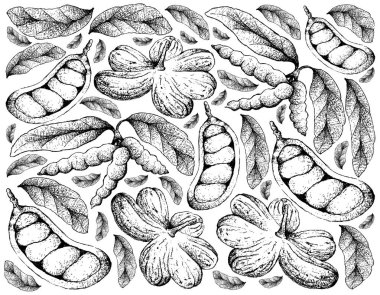 Tropikal meyve, kola Millenii ve Dasymaschalon Lomentaceum meyve elle çizilmiş kroki illüstrasyon duvar kağıdı arka plan