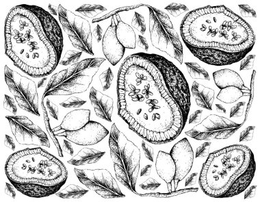 Tropikal meyve, elle çizilmiş kroki Feroniella Lucida ve Curriola veya Pouteria Ramiflora meyve illüstrasyon duvar kağıdı arka plan