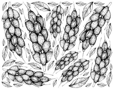 Tropikal meyve, elle çizilmiş kroki üzerinde beyaz arka plan izole Barringtonia mantarı meyve duvar kağıdı illüstrasyon.