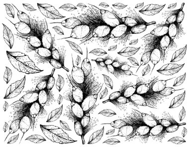 Tropikal meyve, elle çizilmiş kroki üzerinde beyaz arka plan izole Barringtonia mantarı meyve duvar kağıdı illüstrasyon.