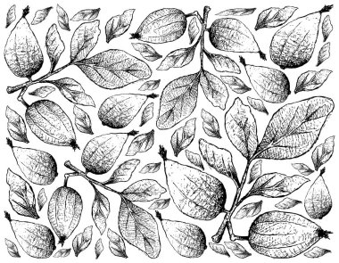 Tropikal meyve, beyaz arka plan üzerinde izole elle çizilmiş kroki Gardenya Erubescens meyve duvar kağıdı illüstrasyon.