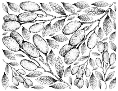 Tropikal meyve, elle çizilmiş kroki üzerinde beyaz arka plan izole taze Elaeocarpus Hygrophilus meyve duvar kağıdı illüstrasyon.