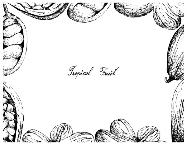 Tropické Ovoce Ilustrace Rámu Ručně Kreslené Skici Theobroma Cacao Nebo — Stockový vektor