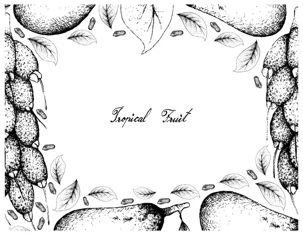 Tropikal meyve, Couepia Longipendula ve beyaz arka plan üzerinde izole Barringtonia mantarı meyve elle çizilmiş kroki çizim çerçeve