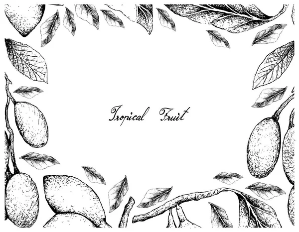 Frutas Tropicales Marco Ilustración Boceto Dibujado Mano Elaeocarpus Hygrophilus Curriola — Vector de stock
