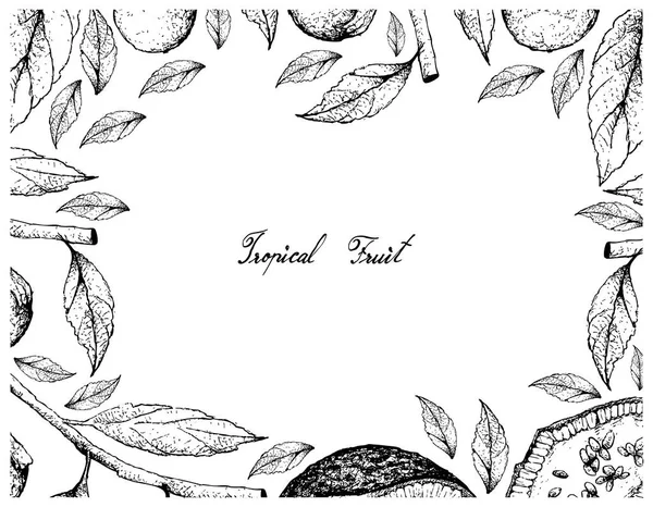 Tropikal meyve, Feroniella Lucida ve Cordia Caffra, Septee, beyaz arka plan üzerinde izole güneş ağacı meyve elle çizilmiş kroki çizim çerçeve