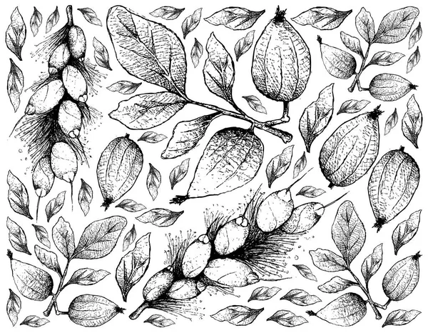 Fruits Tropicaux Illustration Fond Écran Dessin Main Gardenia Erubescens Barringtonia — Image vectorielle